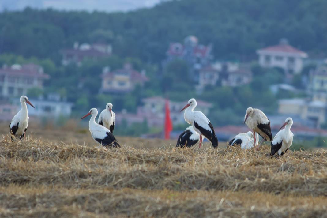 Türkiye’de leylek mevsimi! Konya hep güzergâhlarında 11